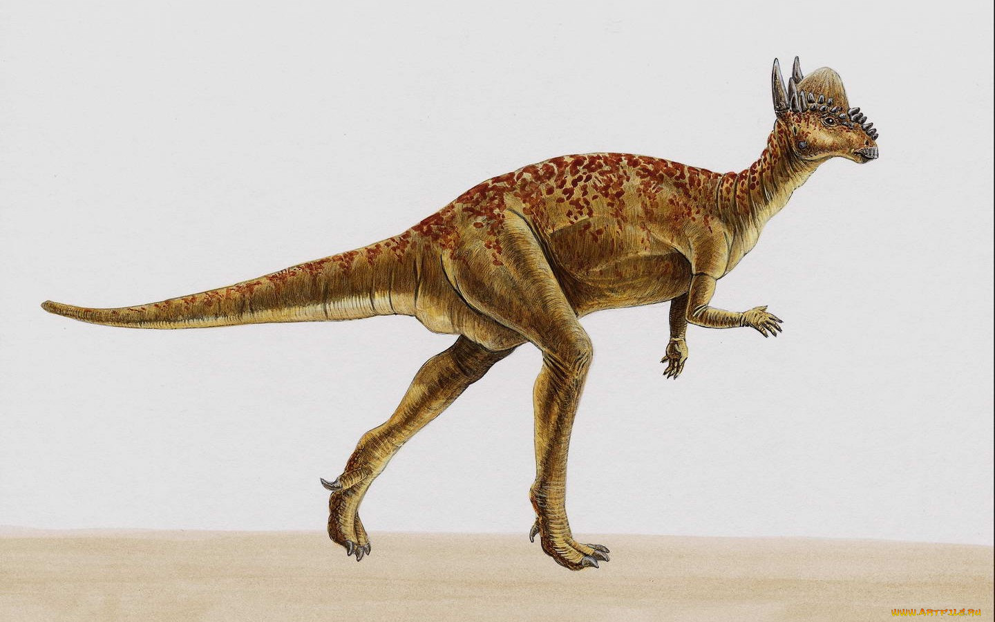 Стигимолох и Пахицефалозавр